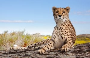 Resting but vigilant cheetah looks straight at observer